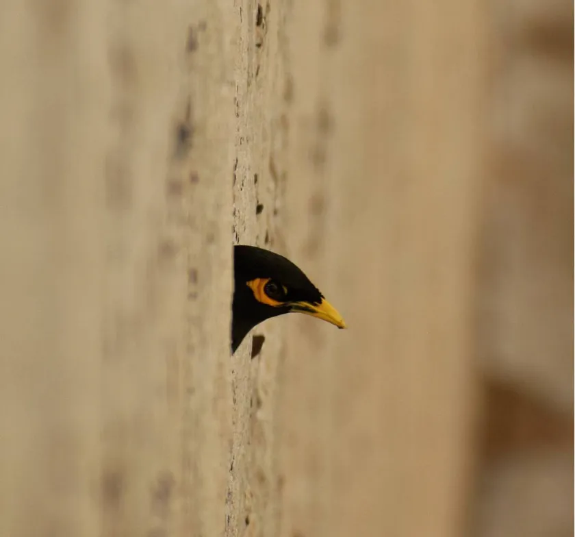 A sample of Chandni's photography